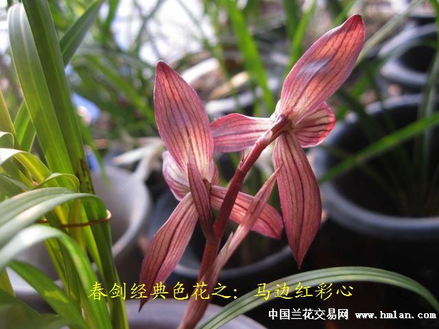 [0起拍]春剑经典色花之:马边红彩心[带花.分苗上拍3]