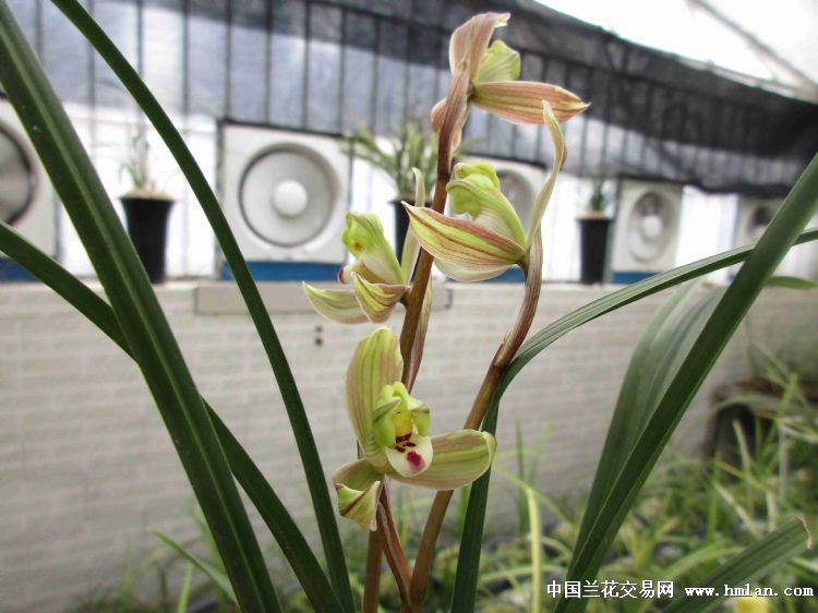 首拍春剑复色梅瓣已开花