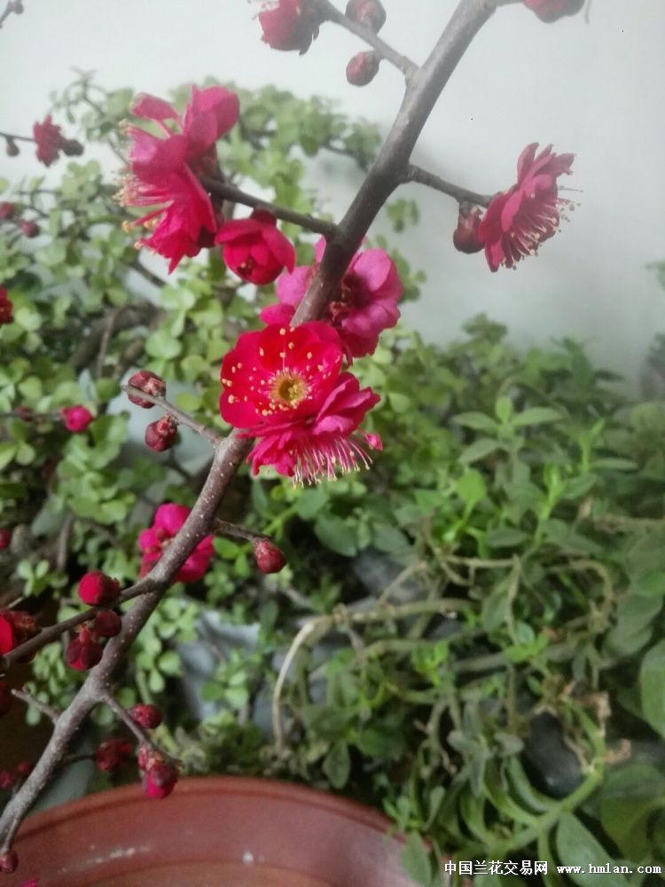 梅花花开 乌羽玉和金钱绿萼