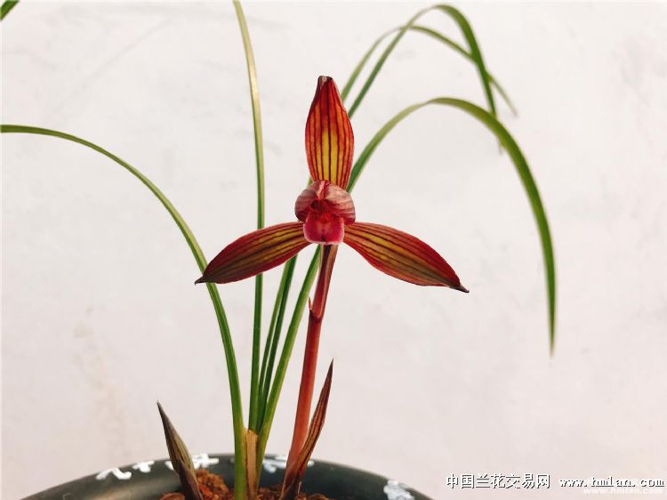春兰 红宝石 花儿别样红