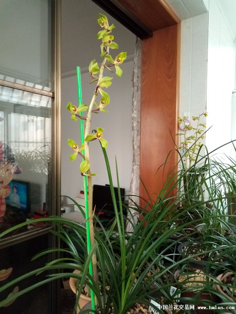 郑孝荷邀你共赏-蕙兰篇-中国兰花交易网社区