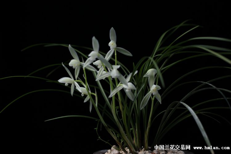 赵爱军——莲瓣兰白雪公主