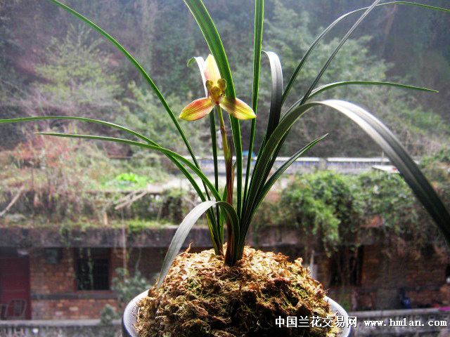 下山极品春兰红花梅瓣