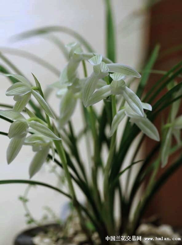 赵爱军——莲瓣兰白雪公主