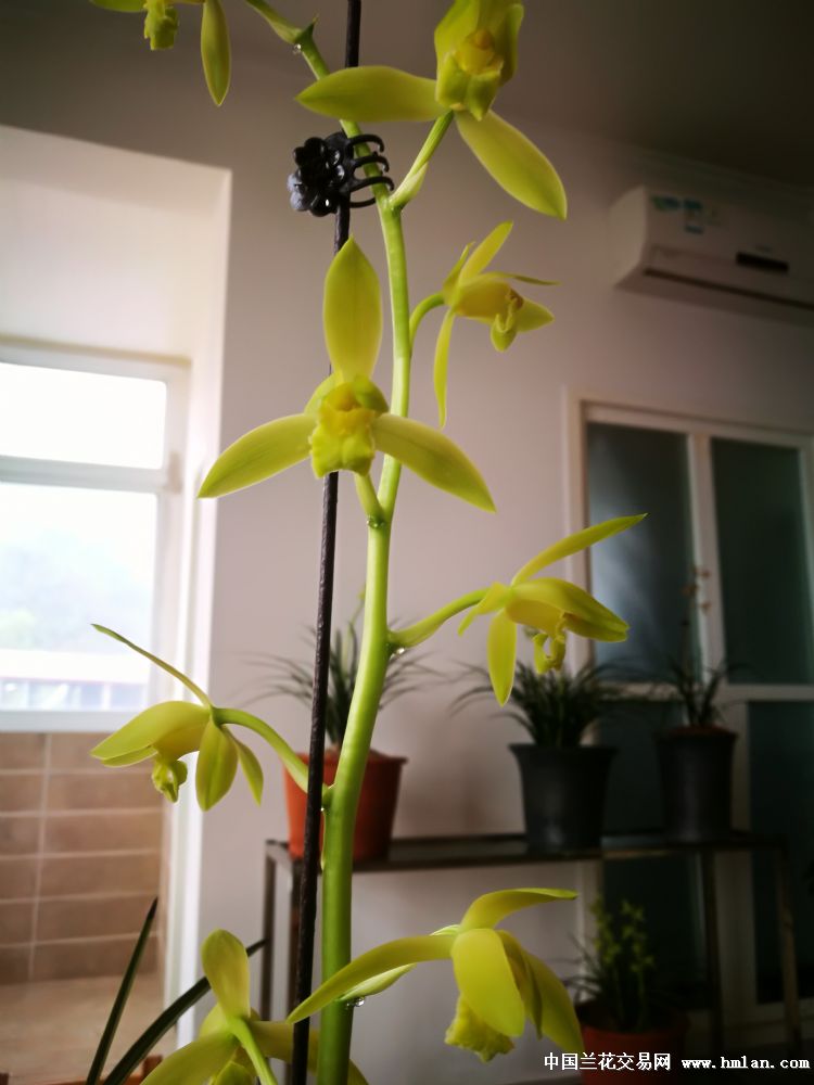 帝王素(126)今年又开花了-蕙兰篇-中国兰花交易网社区