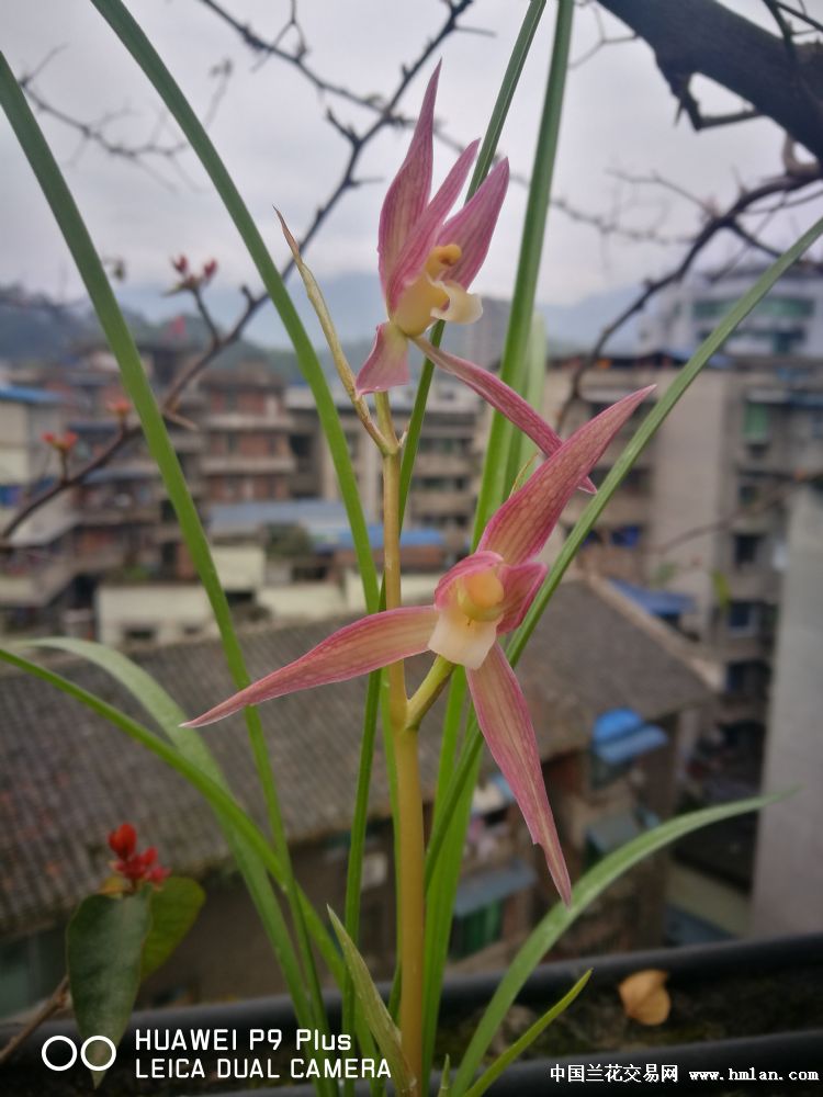 红燕,西山春剑,叶型窄,直立性强,红花素心.