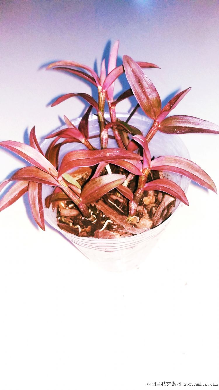 福建云南浙江广东广西安徽哪里的铁皮石斛好啊