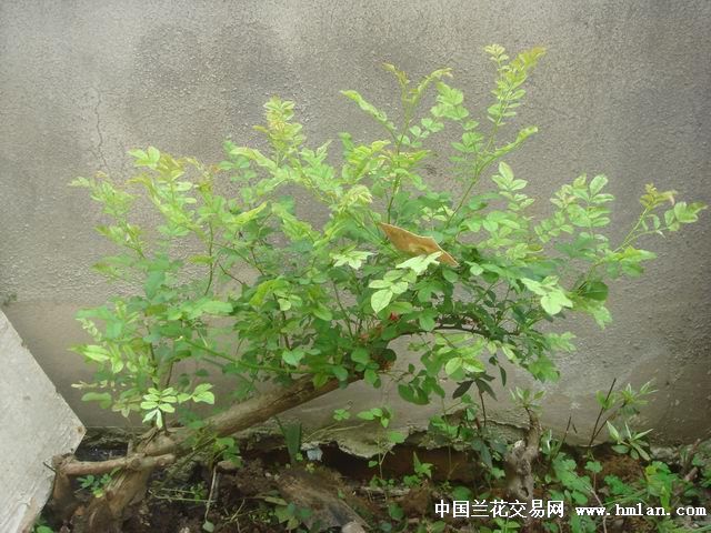 漂亮盆景树17-5-3(刺梨),详看说明