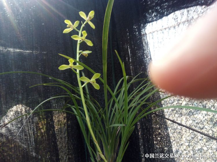 穿腮如意舌-老上海-蕙兰篇-中国兰花交易网社区
