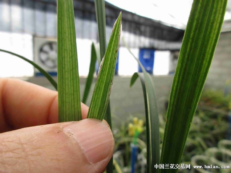 蝶草奇花—带漂亮叶蝶 - 中国兰花交易网