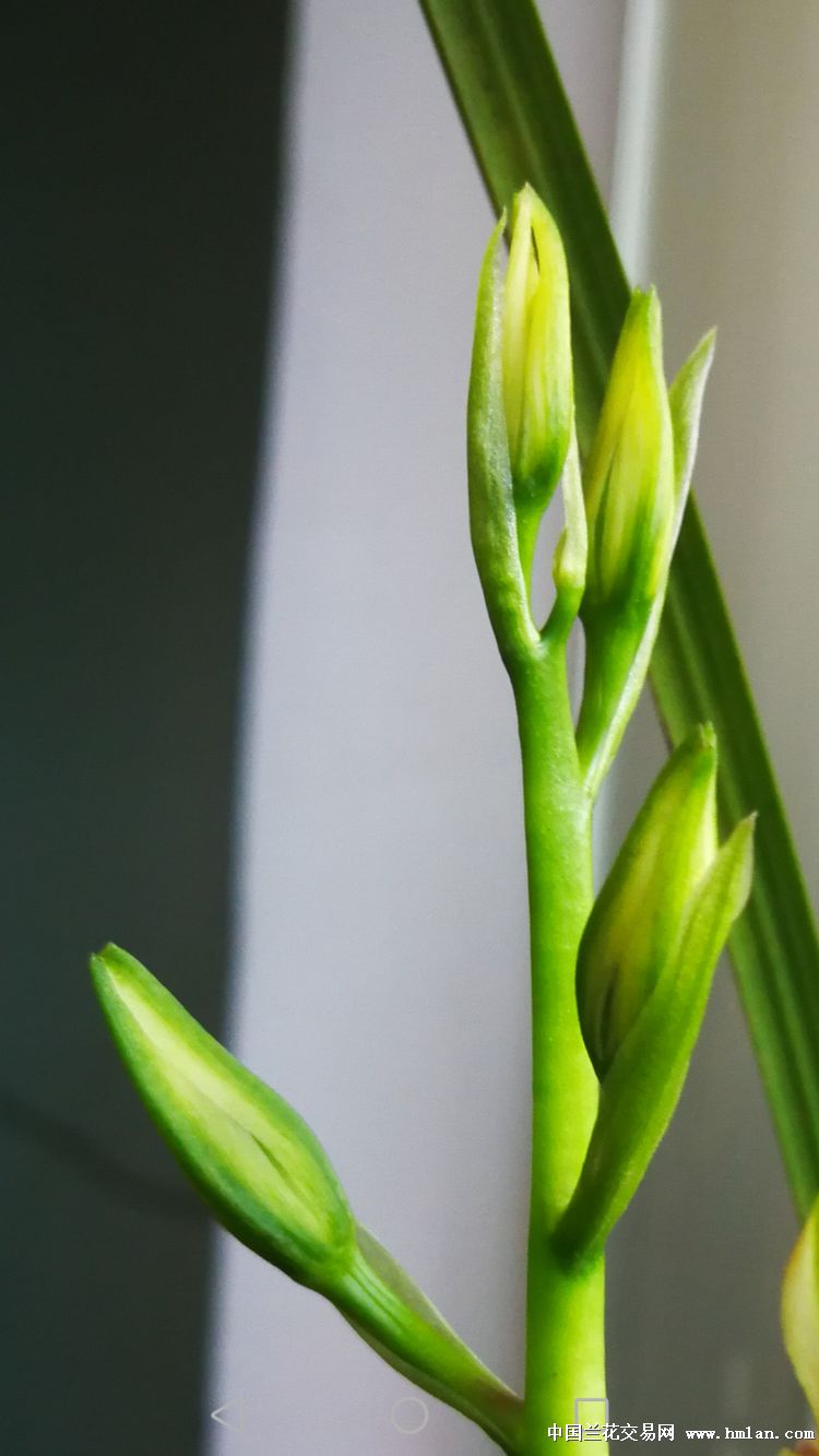 送春稿花存档