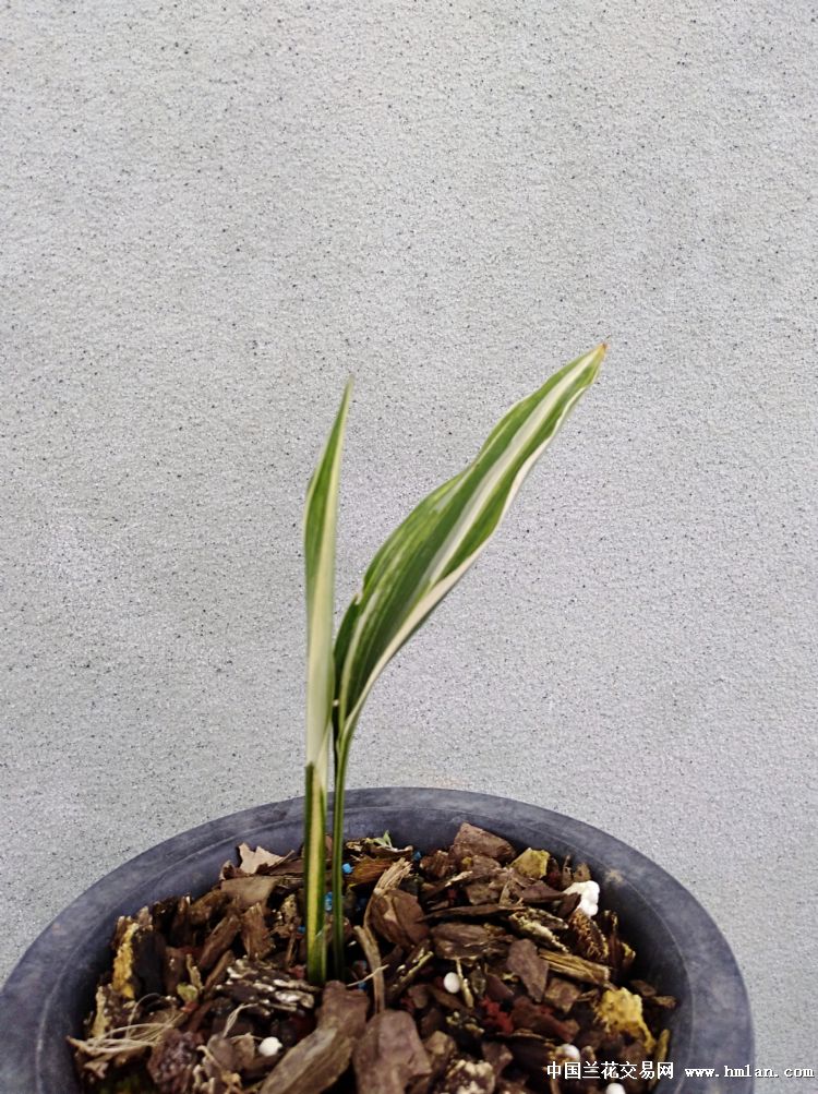 一叶兰(高艺)