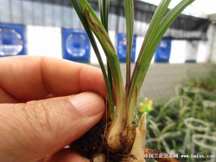 下山紫草红水晶—高品赌草 - 中国兰花交易网