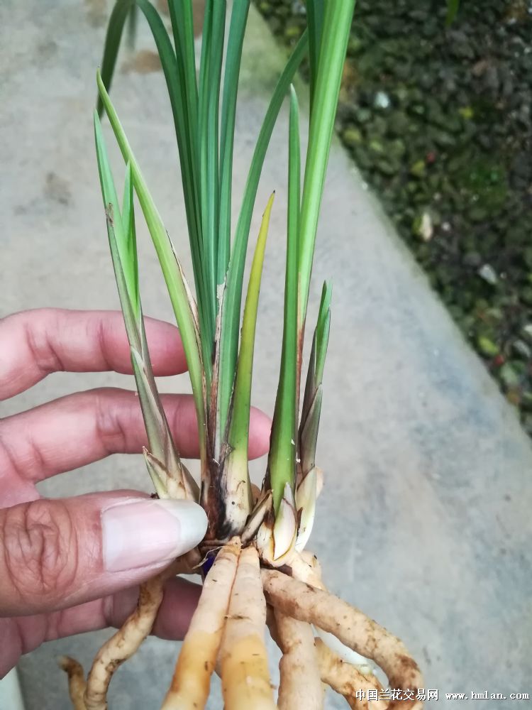 新种莲瓣兰蝶花2苗3大芽