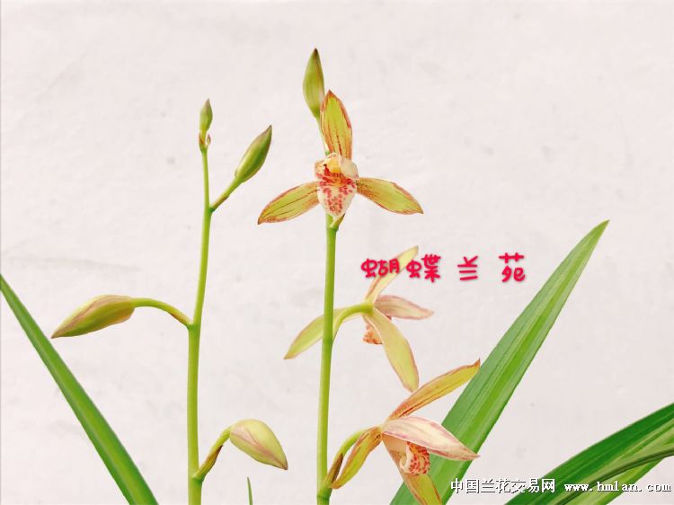 中华彩霞(血染风采) 美轮美奂-建兰篇-中国兰花交易网社区
