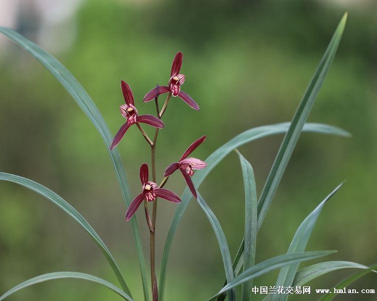 四季魅力~墨宝~紫蜻蜓-建兰篇-中国兰花交易网社区