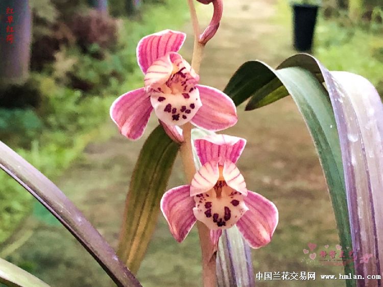 3. 红草红荷