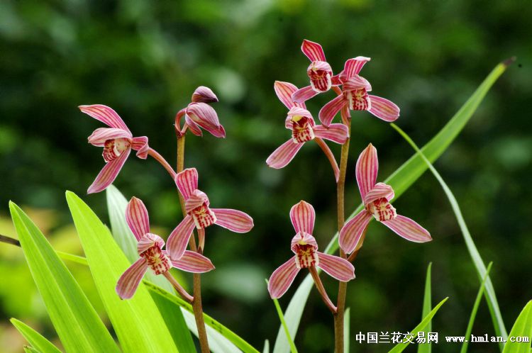 川产建兰满堂红,集型色味一体,花开共赏.