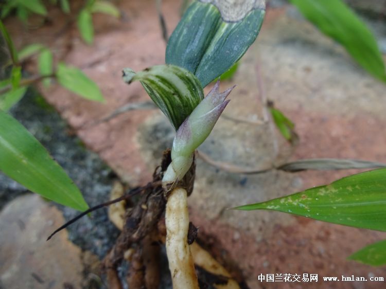 下山兔耳兰龙根小稿艺