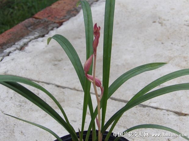 建兰市长红4苗带花