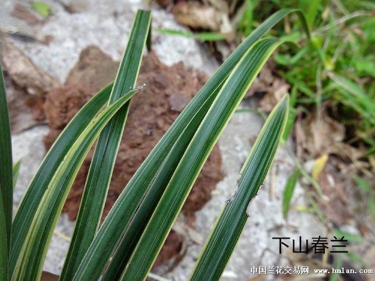 下山两年一直没有开花的:本地下山春兰素夹稿艺【叶型超级漂亮】图片