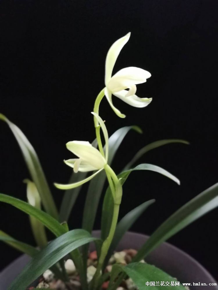 四季花开18