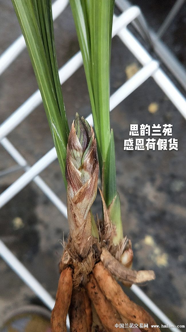 思韵兰苑新津胭脂,感恩荷假货-春剑篇-中国兰花交易网