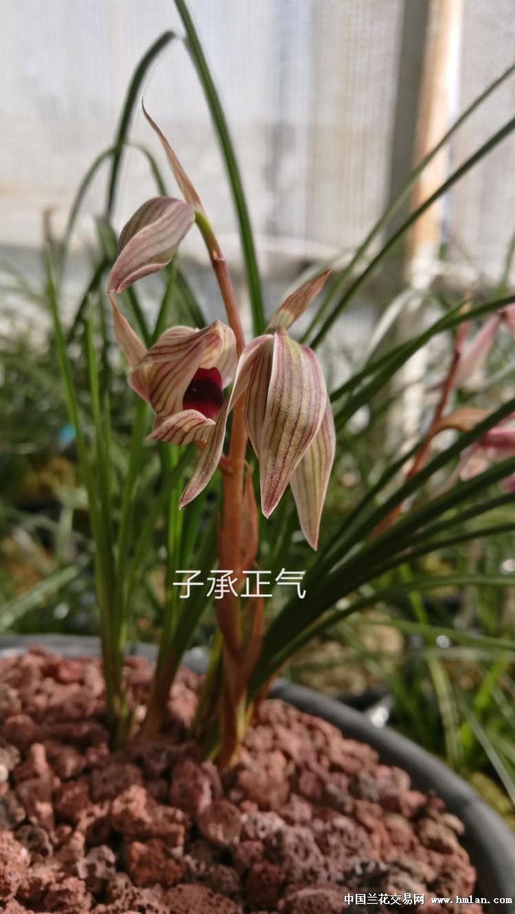 2019花开【丽江红-莲瓣篇-中国兰花交易网社区