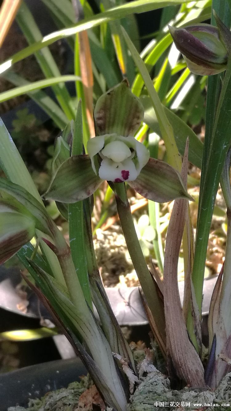 春兰玉芙蓉也叫荷风梅趣开品-春兰篇-中国兰花交易网社区