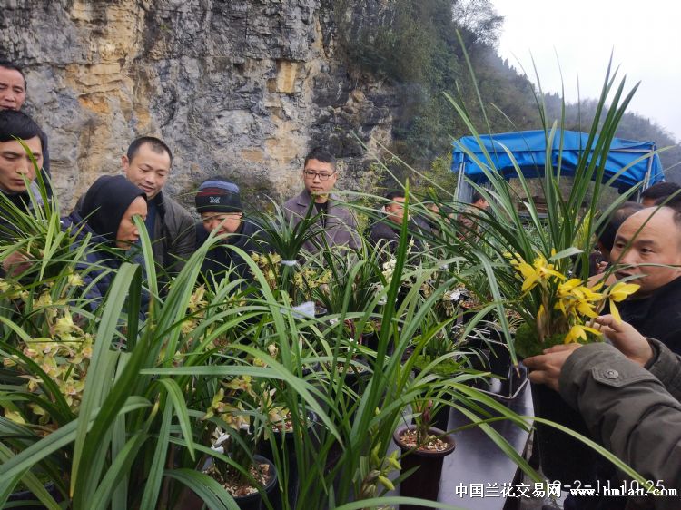 小地方小乡镇古蔺县龙山镇迎春兰花茶话会