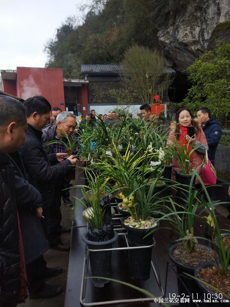 小地方小乡镇古蔺县龙山镇迎春兰花茶话会