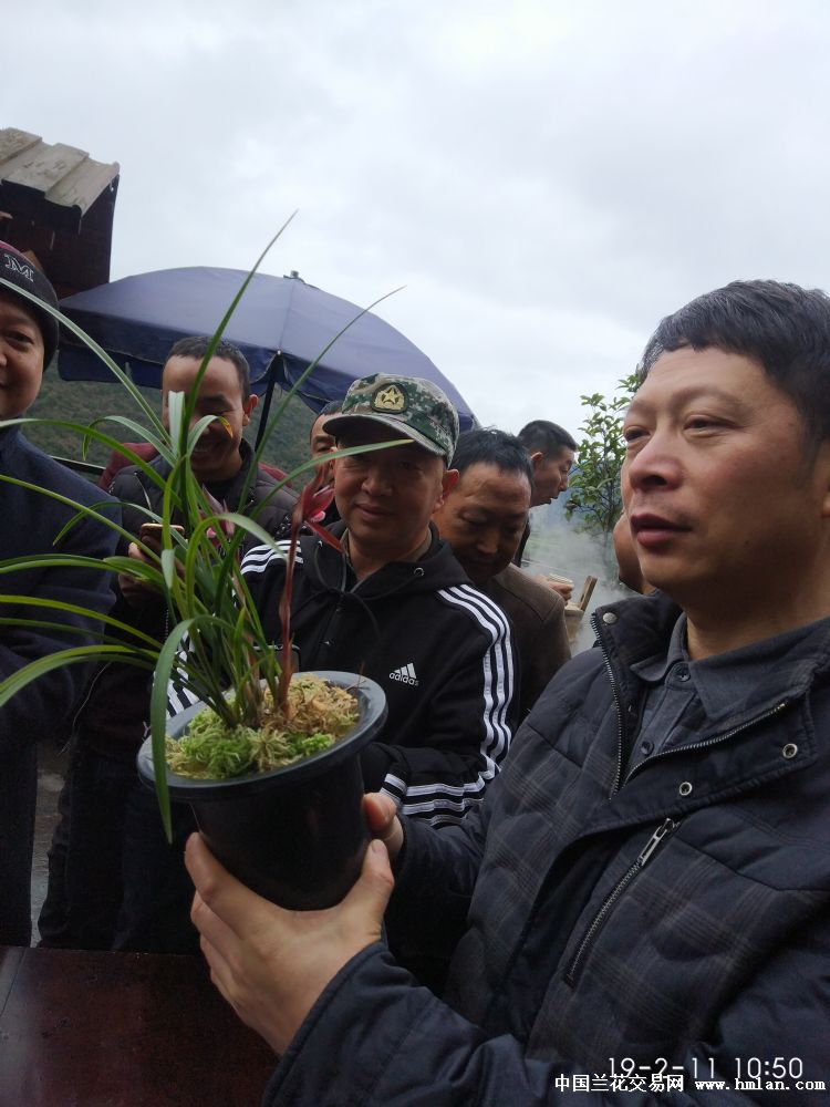 小地方小乡镇古蔺县龙山镇迎春兰花茶话会