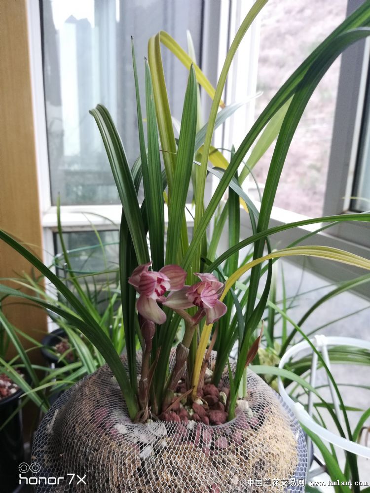 春剑红荷
