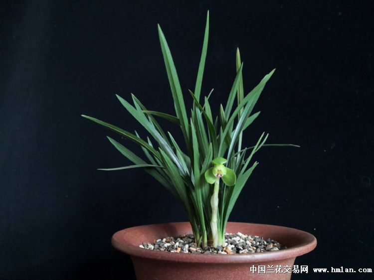 哈尔滨文兰居**2019翠盖荷**贺元宵-春兰篇-中国兰花