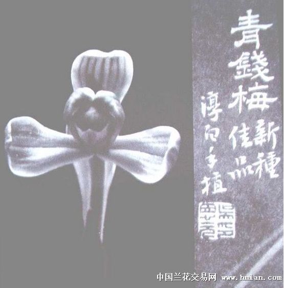 2019老种青钱梅的风采