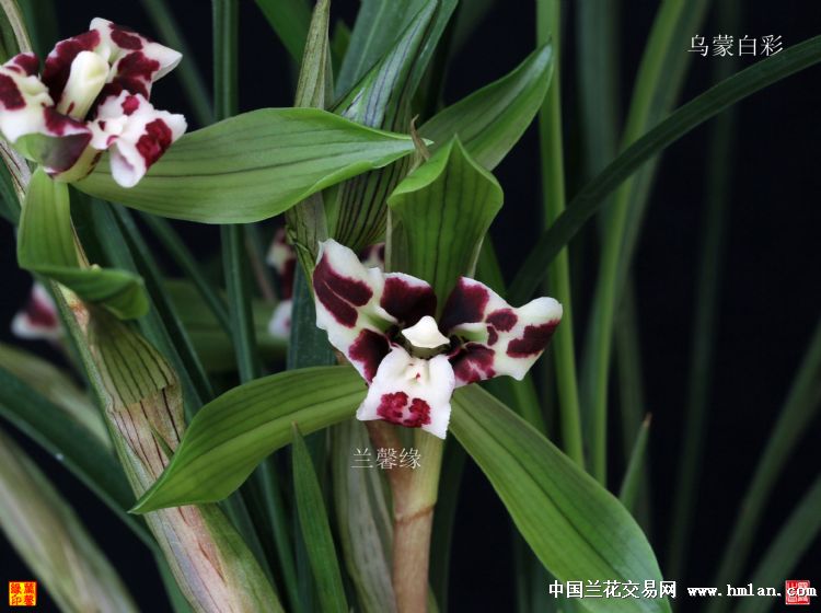 兰馨缘2019年……乌蒙白彩……花开-春兰篇-中国兰花