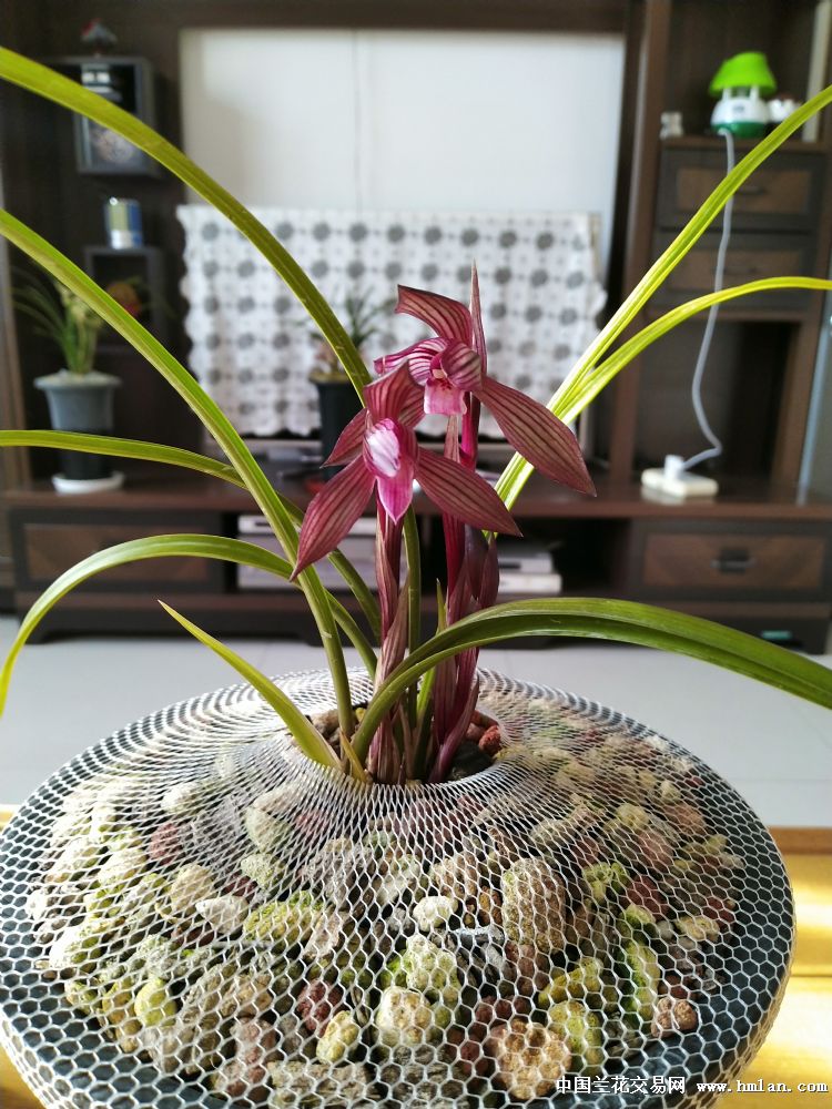 上拍的刘三红开花了-以兰会友-中国兰花交易网社区