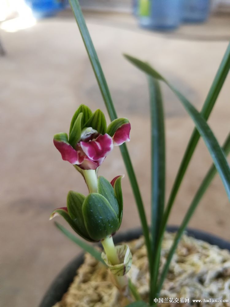 豆瓣兰最好的看蝶花,请大家欣赏