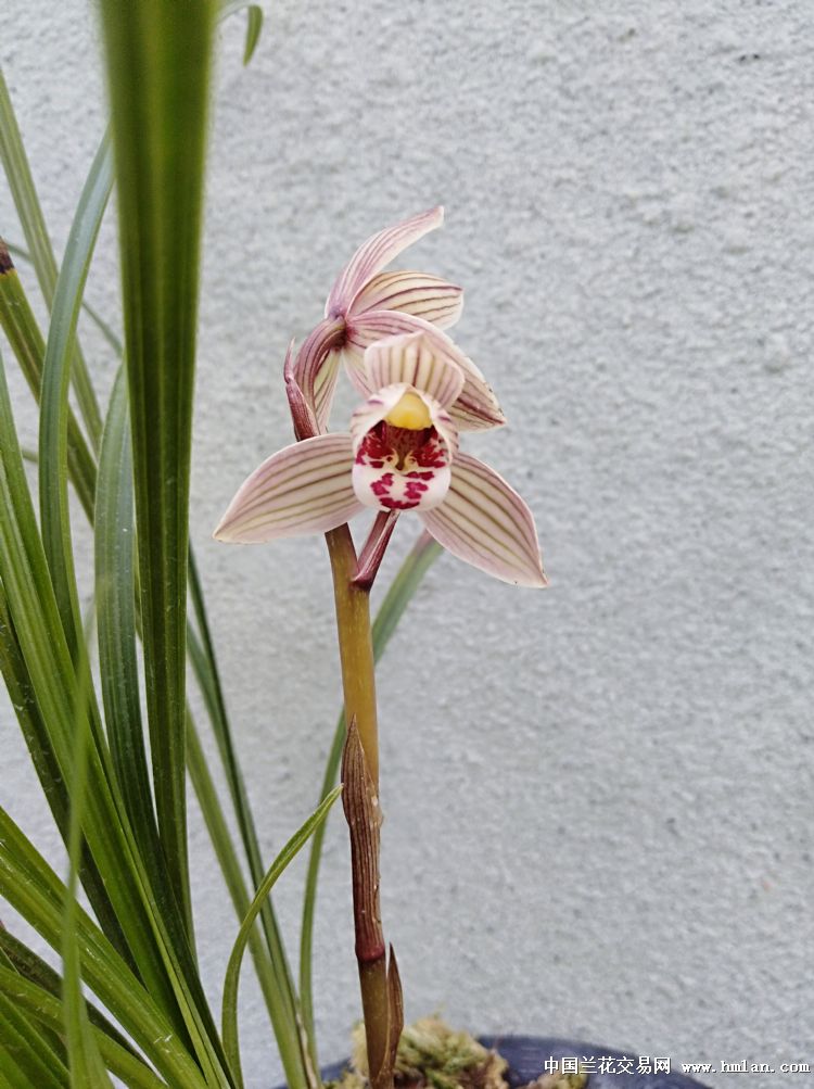 红花荷瓣