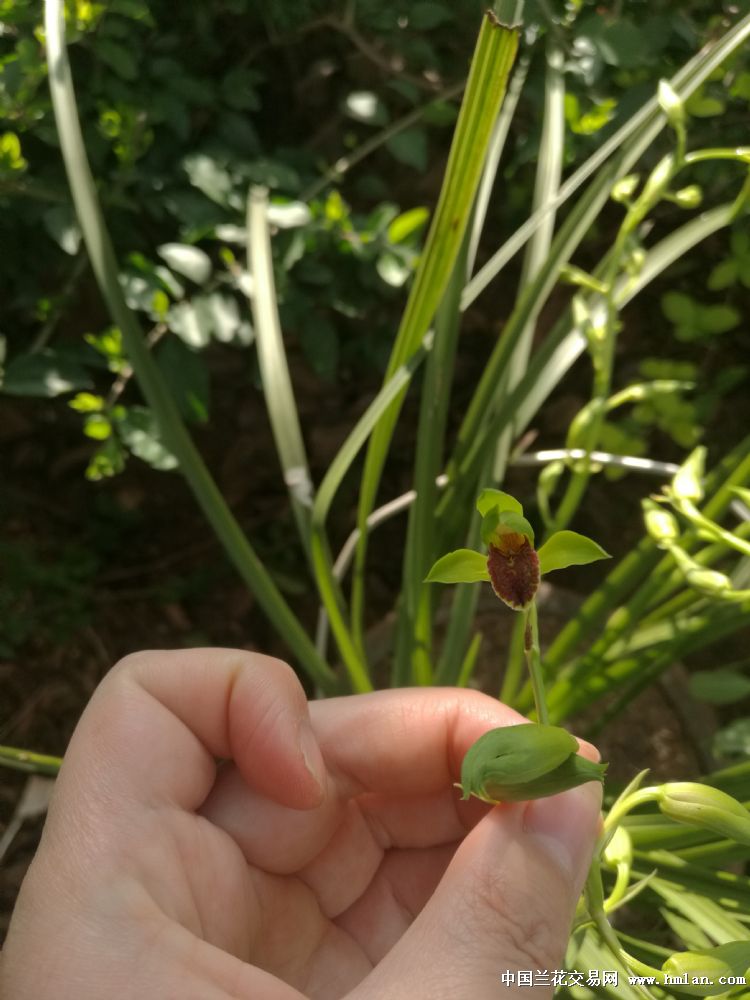 栽了两年的下山绿蕙红舌竹叶型瓣-蕙兰篇-中国兰花交易网社区