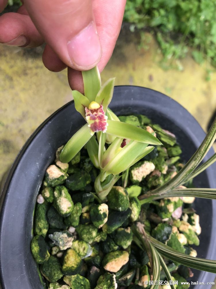 秀香锦-蕙兰篇-中国兰花交易网社区