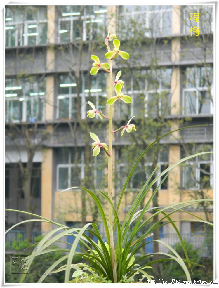 2019赏花系列(蕙兰)----------【程梅】②