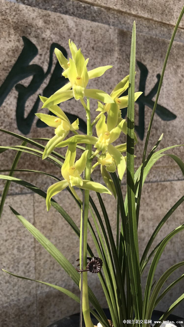 初养～江山素-蕙兰篇-中国兰花交易网社区