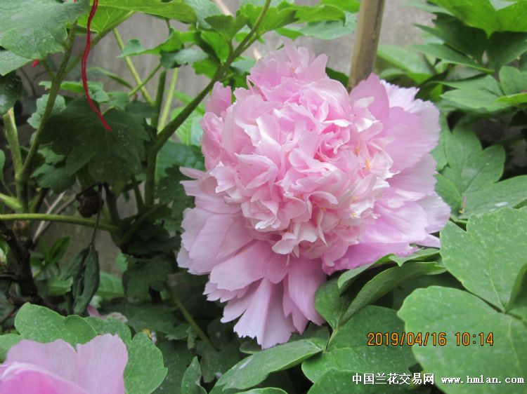 国色"春红娇艳"和岛国牡丹"花王"