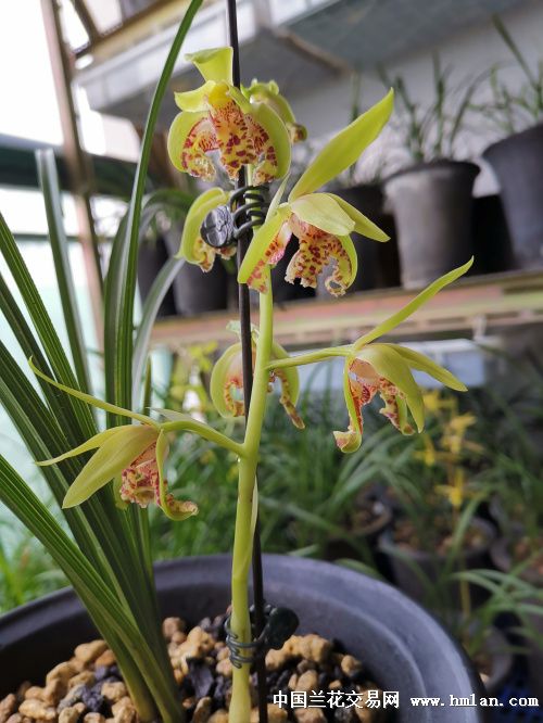 2019花开--绿蕙外蝶