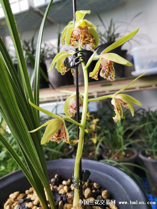 2019花开--绿蕙外蝶