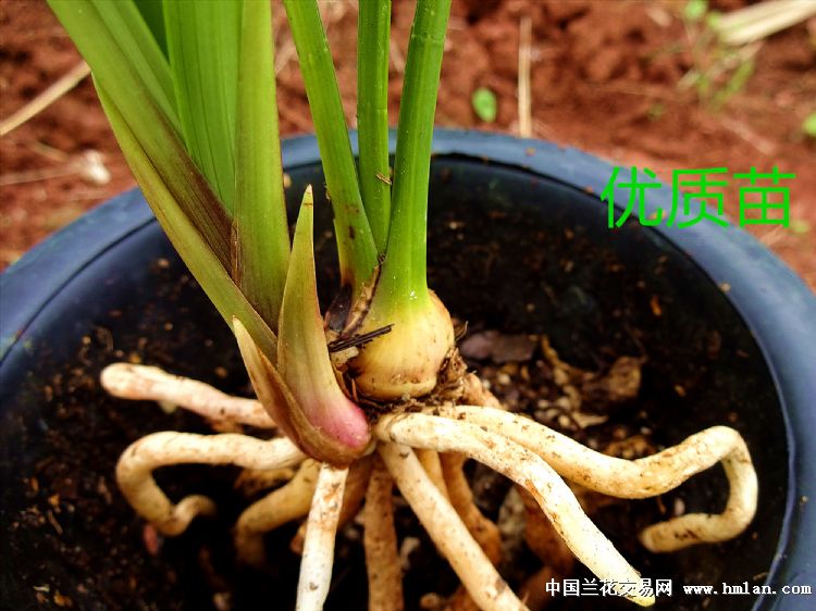 正宗川草:建兰名品【墨宝】优质苗