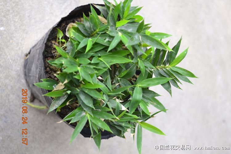 熊猫竹矮种姬竹