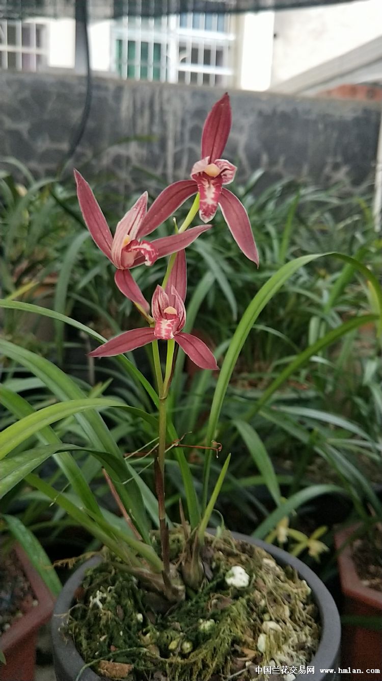 紫云是个好花-建兰篇-中国兰花交易网社区