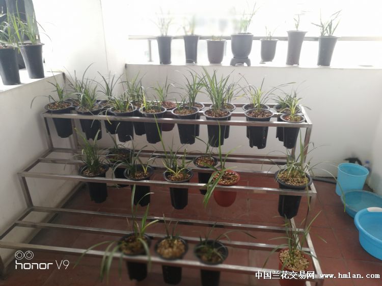 别人翻盆,我看自己的一堆乱草,真头疼…